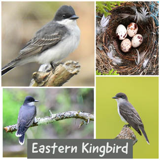 Eastern Kingbird